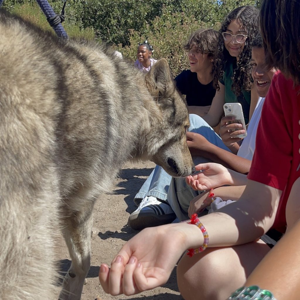 Sycamores Wolf Academy